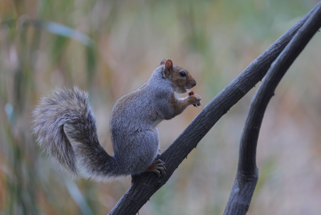 Peanut The Squirrel Sets X On Fire As Tributes And Memes Flood The Zone