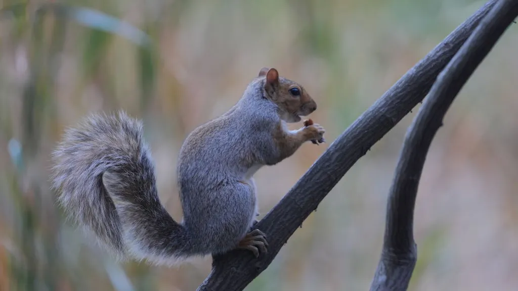Peanut The Squirrel Sets X On Fire As Tributes And Memes Flood The Zone