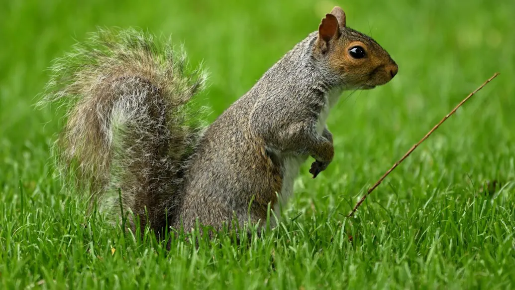 WATCH: Here’s Why The Internet Loved Peanut The Squirrel