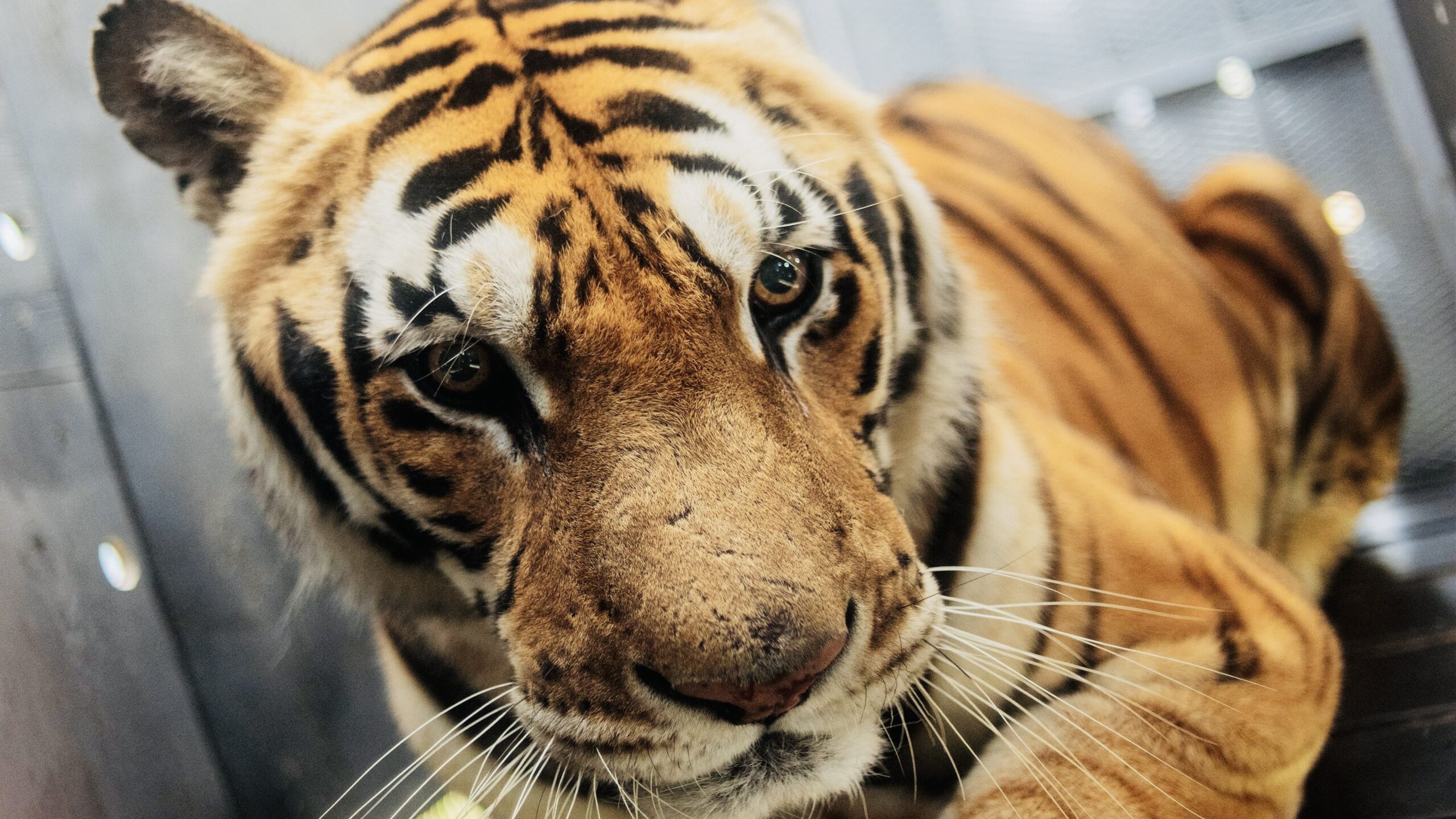 20 Big Cats Killed In Matter Of Days By Bird Flu At Washington Sanctuary