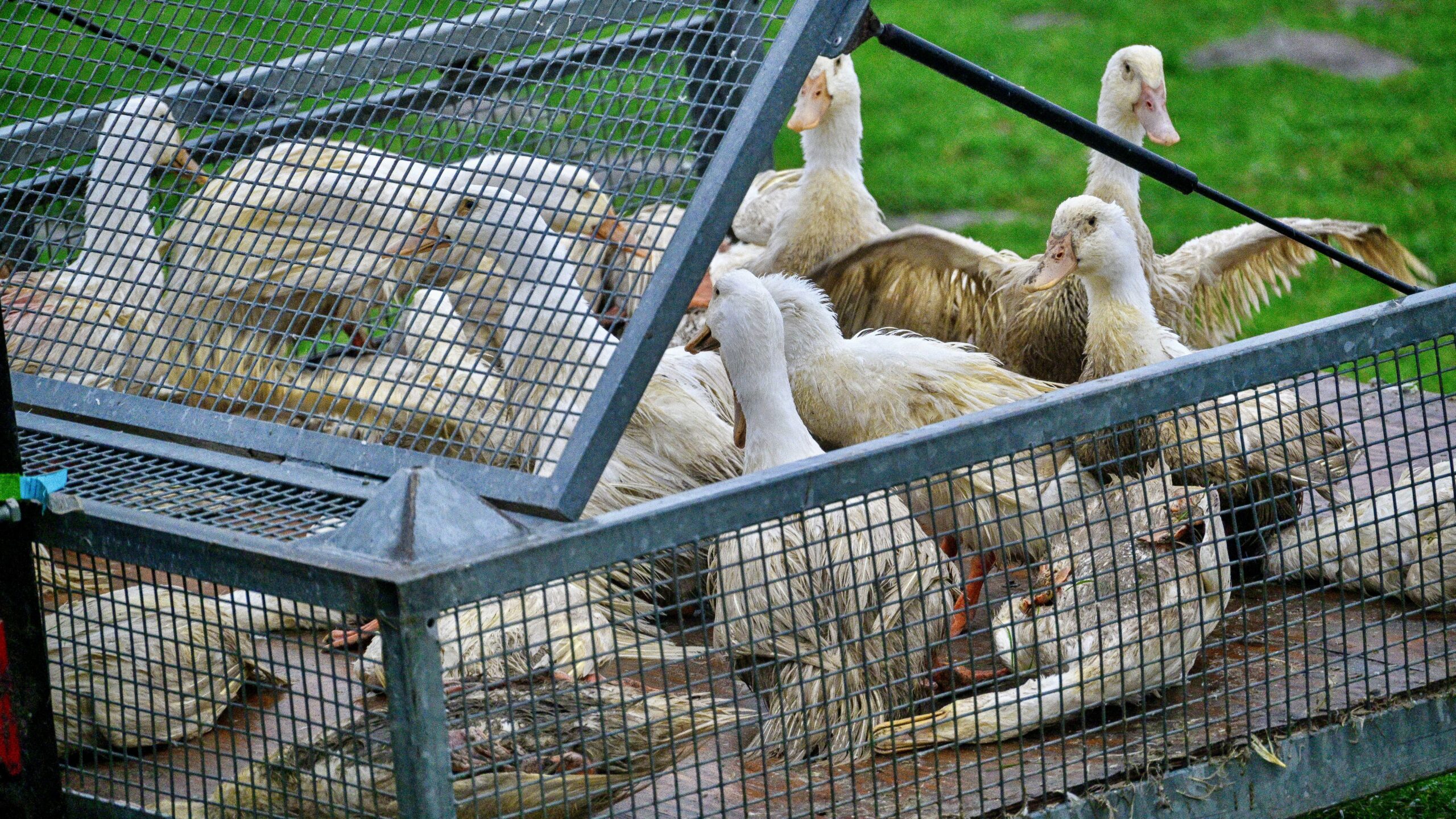 America’s First Severe Case Of Bird Flu Confirmed; California Declares Emergency