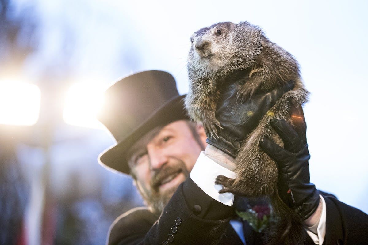 NextImg:PETA Suggests Replacing Punxsutawney Phil With A Vegan ‘Weather Reveal’ Cake