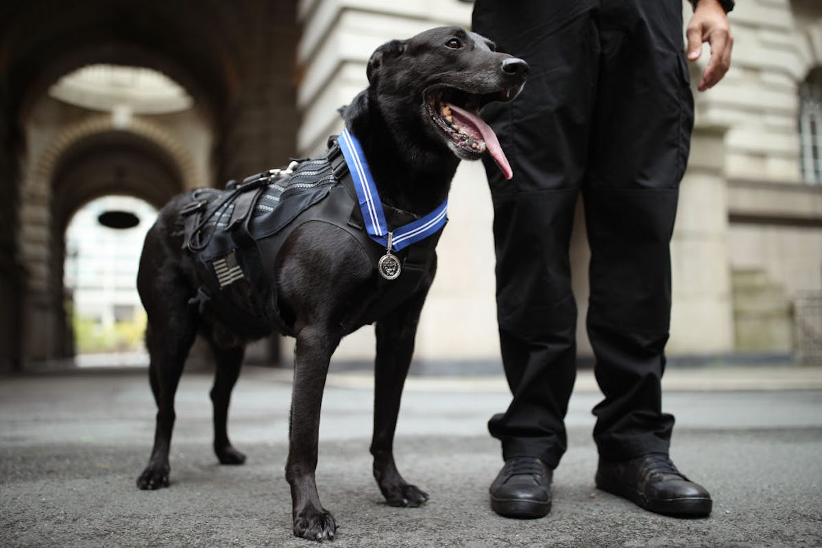 NextImg:‘Rest Easy, Hurricane’: Most Decorated K-9 In White House History Has Died
