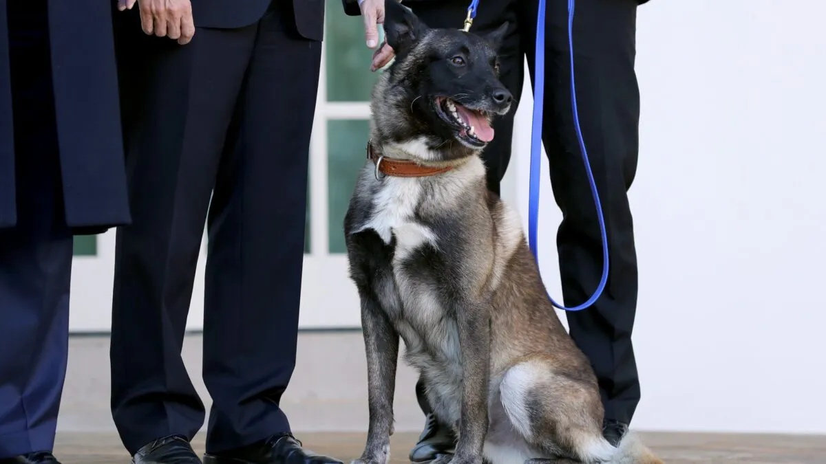 Trump Honors Heroic Working Dogs On K-9 Veterans Day