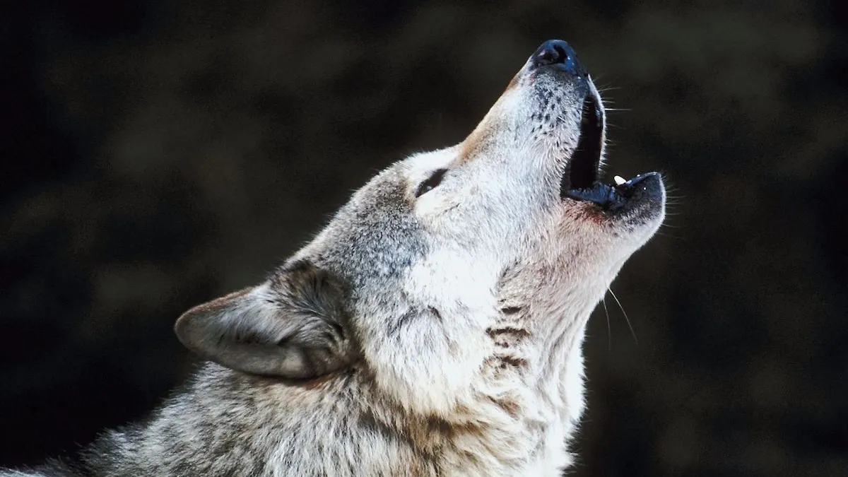 Scientists Claim They Brought Back Extinct Dire Wolves With Birth Of 3 New Pups