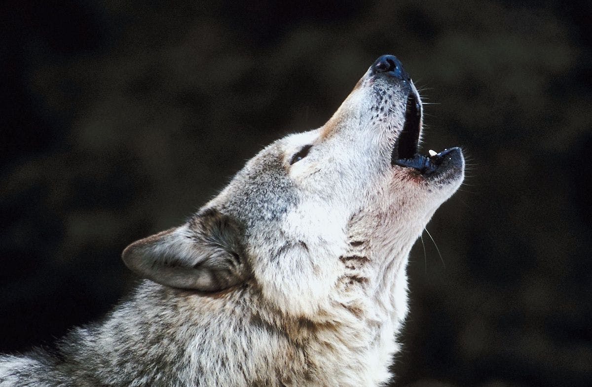 Scientists Claim They Brought Back Extinct Dire Wolves With Birth Of 3 New Pups