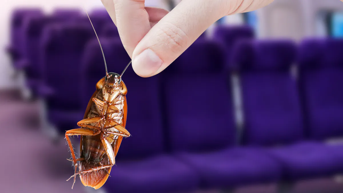 Video Of Roaches Crawling Walls Of Spirit Airlines Flight Goes Viral; Airline Responds