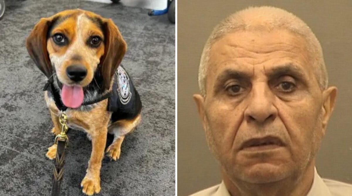 Egyptian Man Deported After Kicking CBP Dog