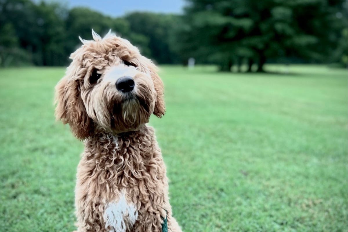 Climate Activists Really Don’t Want You To Have A Dog