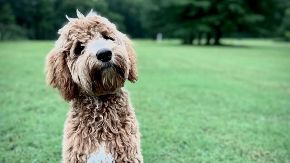 Climate Activists Really Don’t Want You To Have A Dog