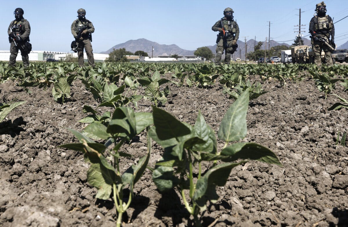 Violent Leftists Attack Federal Agents During Immigration Raids At California Pot Farms
