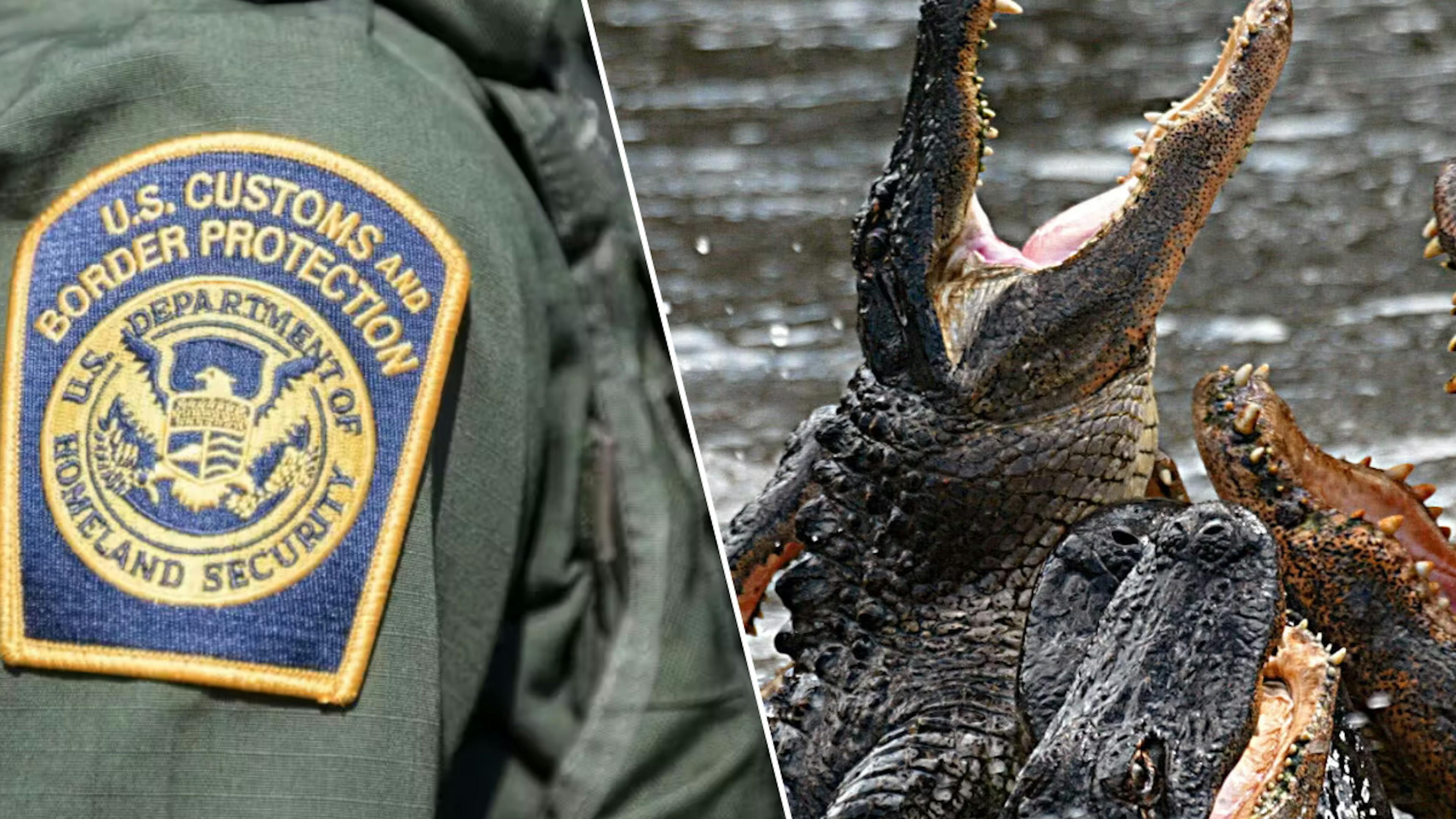 Why It Might Be Impossible For Illegals To Escape Florida’s ‘Alligator Alcatraz’