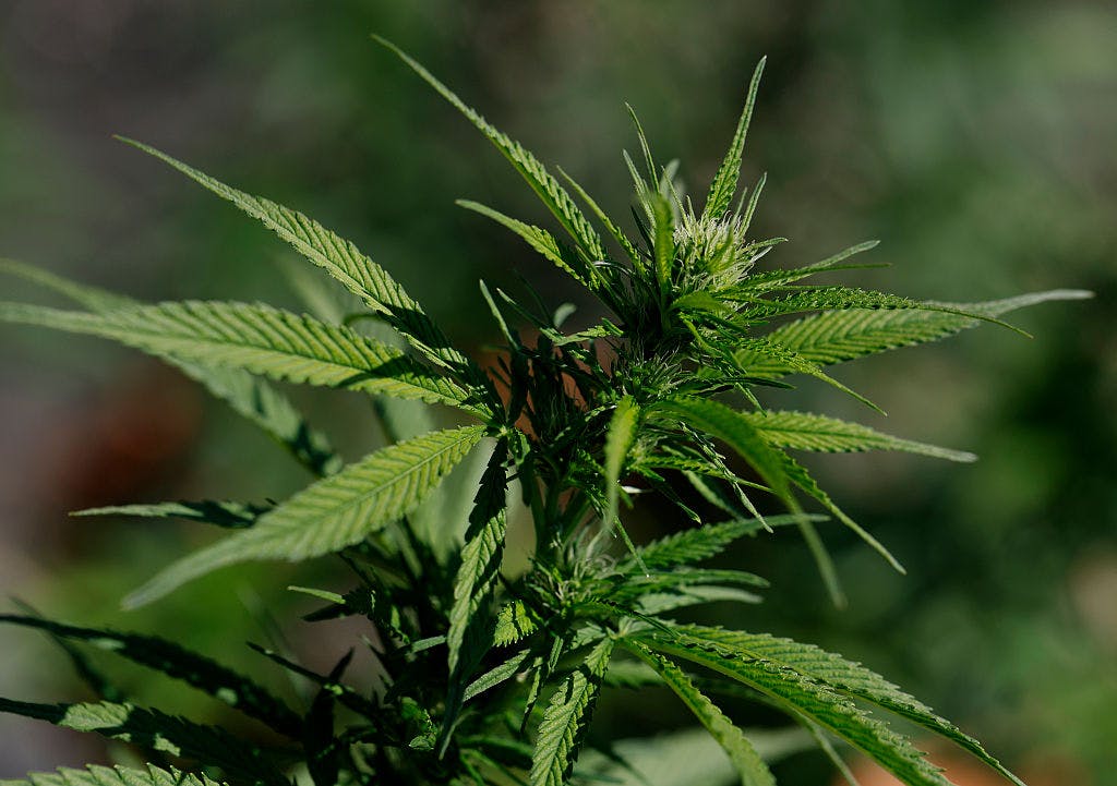 Dude, Rescheduling Cannabis Downwards Would Be A Huge Mistake. Huge.