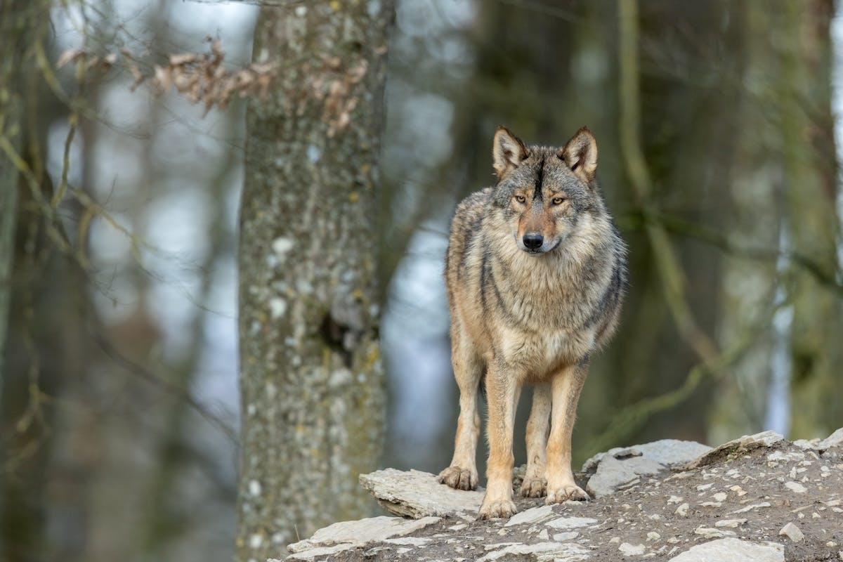 USDA Uses Movie Clip Of Marital Spat To Scare Wolves Away