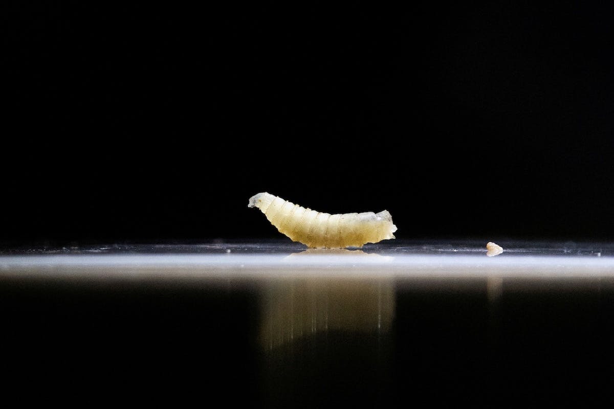 U.S. Confirms Nation’s First Travel-Associated Human Screwworm Case
