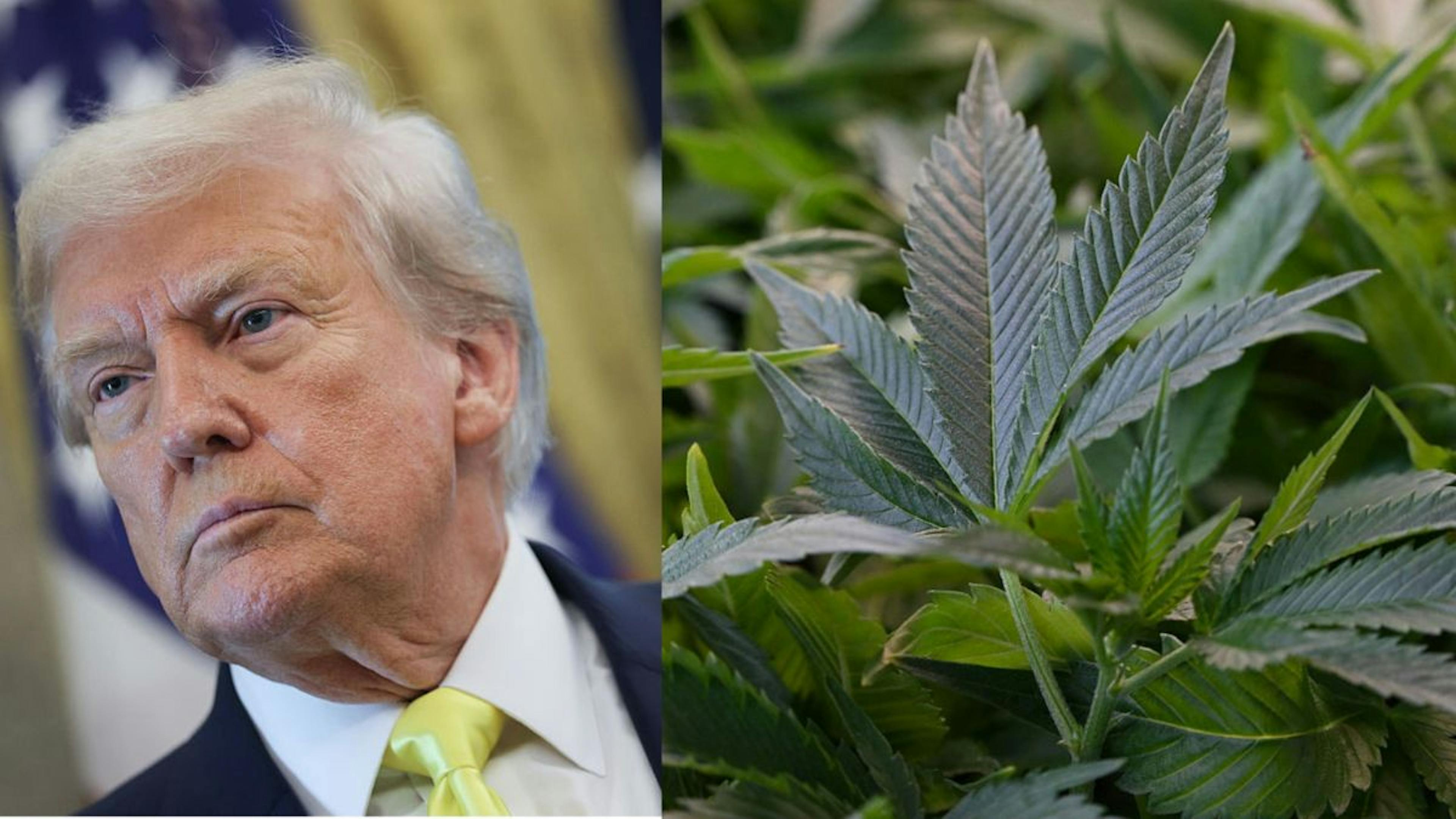 Trump Sparks Debate With Comments On Reclassifying Weed