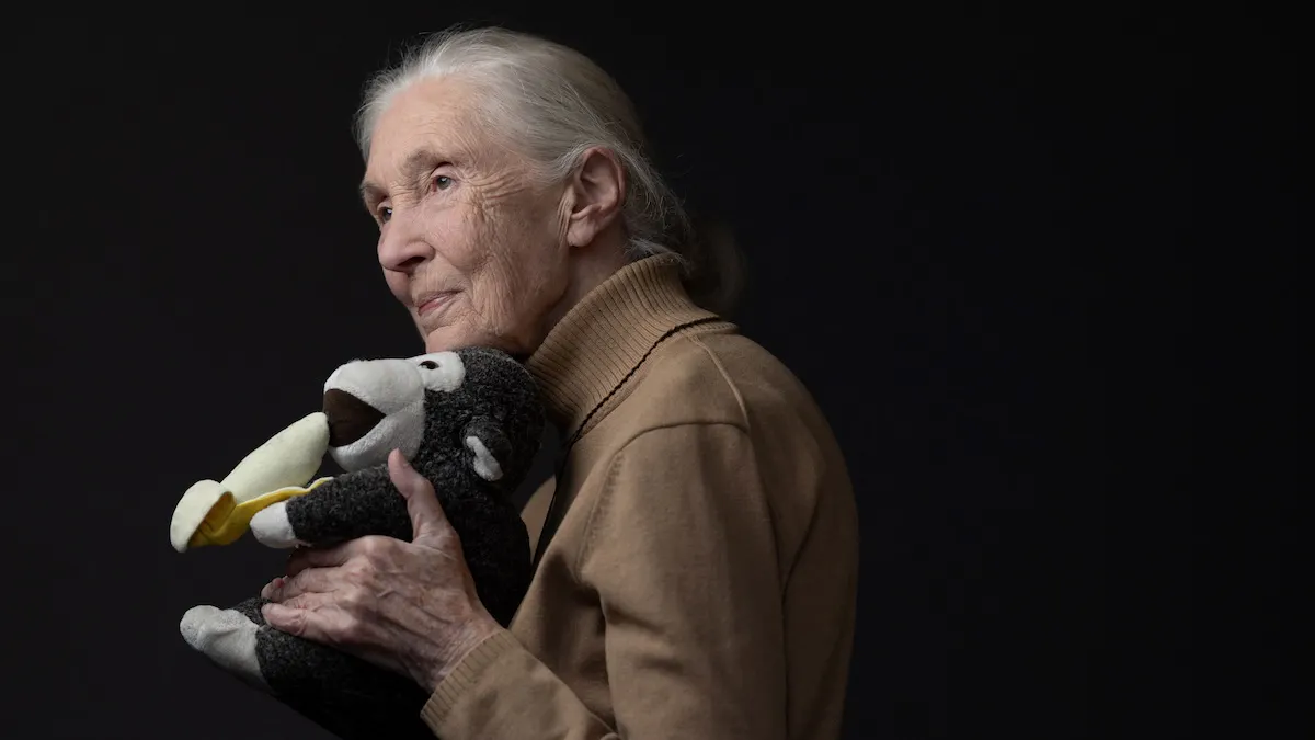 Chimpanzee Expert Jane Goodall Dies At 91