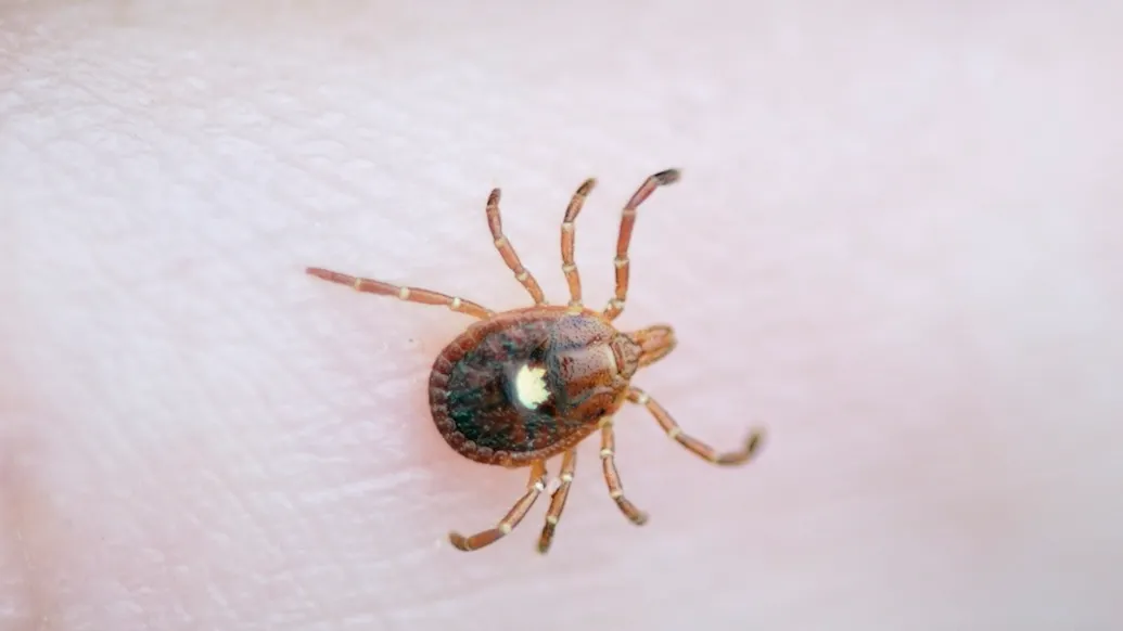Record-High Cases Of Rare Tick-Borne Virus Reported Across U.S.