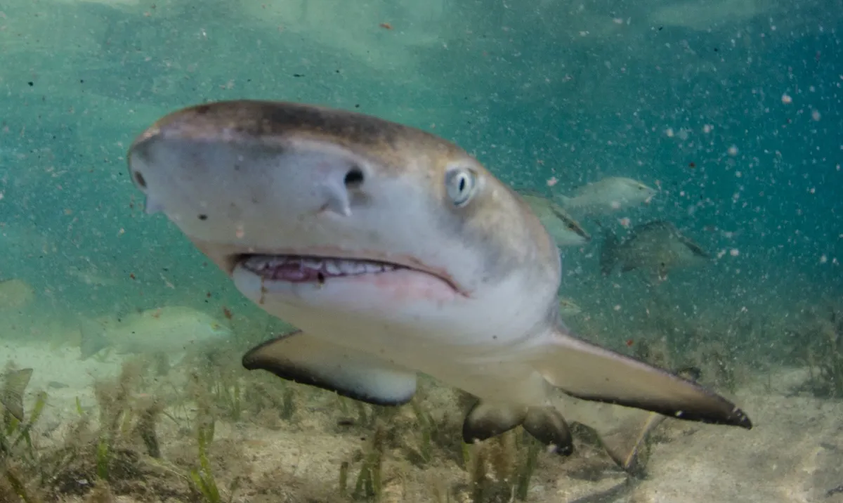 The Buzz Is Real: Baby Shark Tests Positive For Cocaine