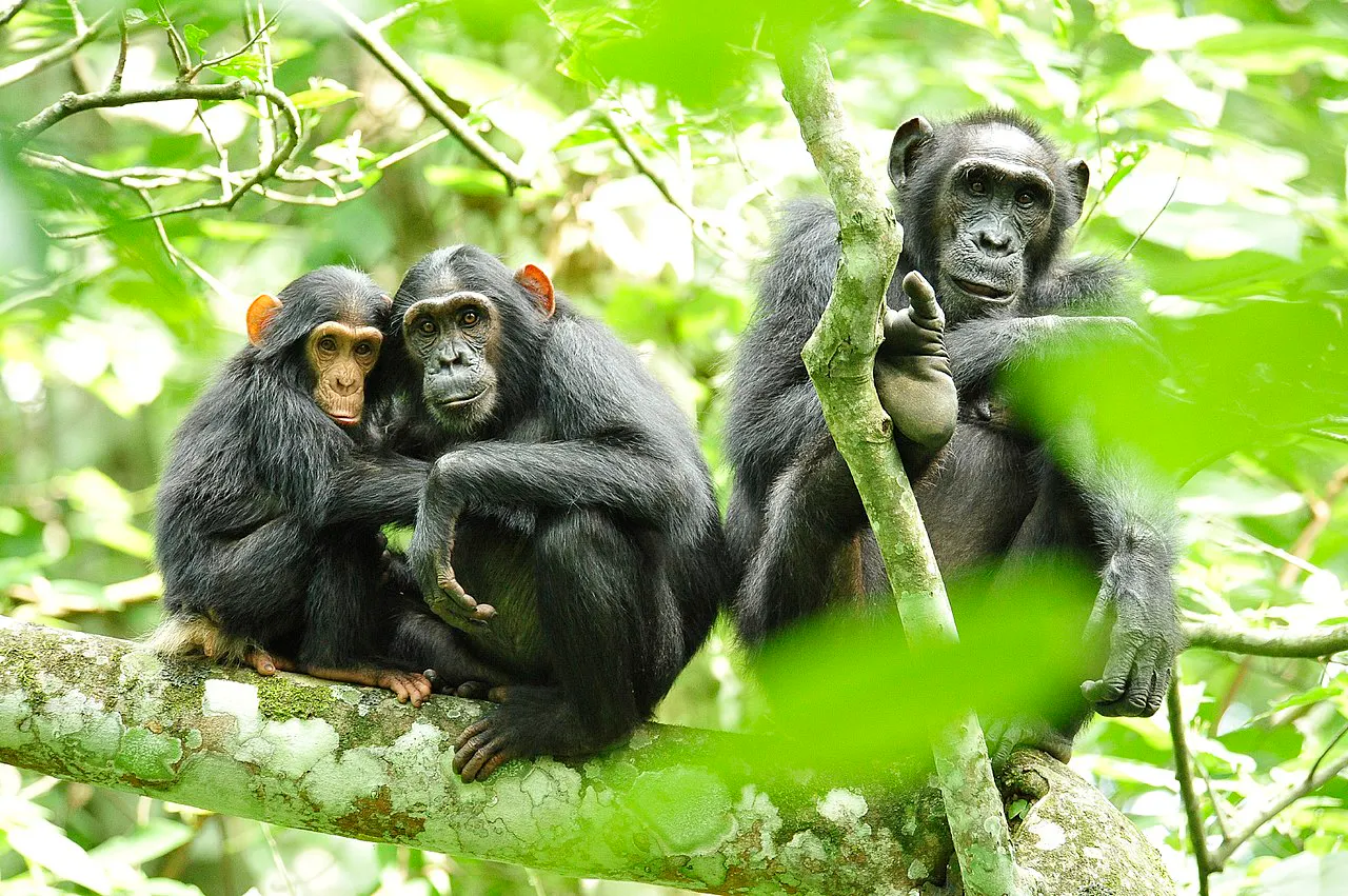 Bloody Civil War Between Two Factions Of Chimpanzees Has Scientists Baffled