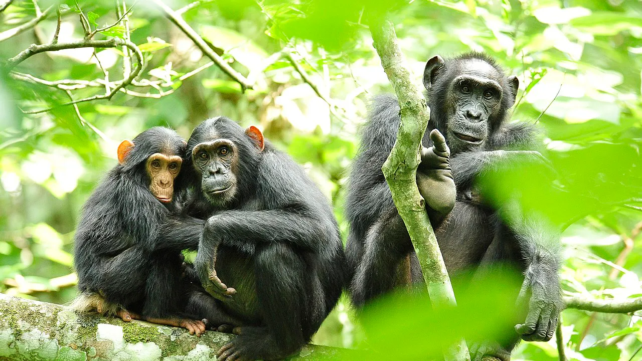 Bloody Civil War Between Two Factions Of Chimpanzees Has Scientists Baffled