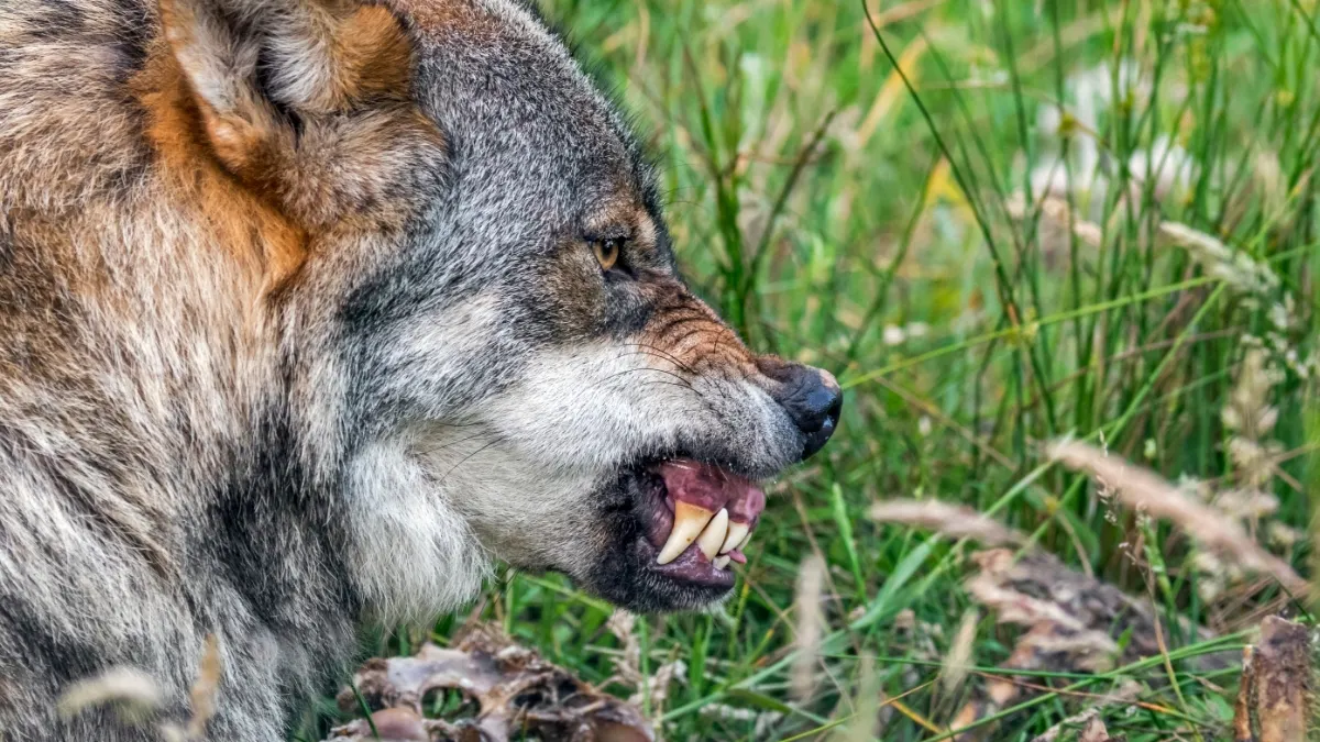Toddler Injured By Wolf At Zoo As Parents Scrolled Their Phones