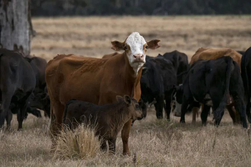 A heifer and her calf in a field at the Barthle Brothers Ranch in Dade City, Florida, U.S. on Friday, Jan. 22, 2021. Cattle and calves on feed for the slaughter market in the United States for feedlots with capacity of 1,000 or more head totaled 12.0 million head on January 1, 2021. The inventory was slightly above January 1, 2020, The United States Department of Agriculture (USDA) reported. Photographer: Ty Wright/Bloomberg via Getty Images