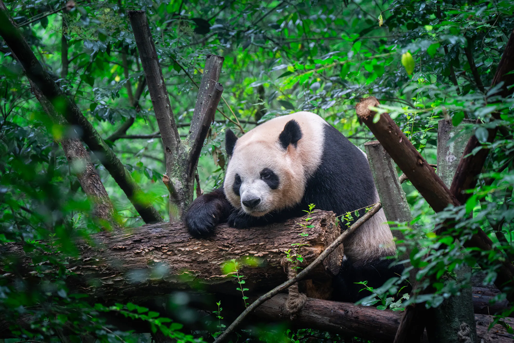American Zoo Latest Beneficiary Of China’s ‘Panda Diplomacy’