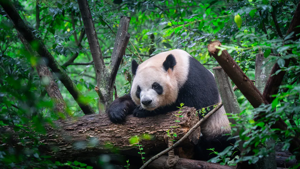 ‘Panda Diplomacy’ Is Back And An American Zoo Just Hit The Jackpot