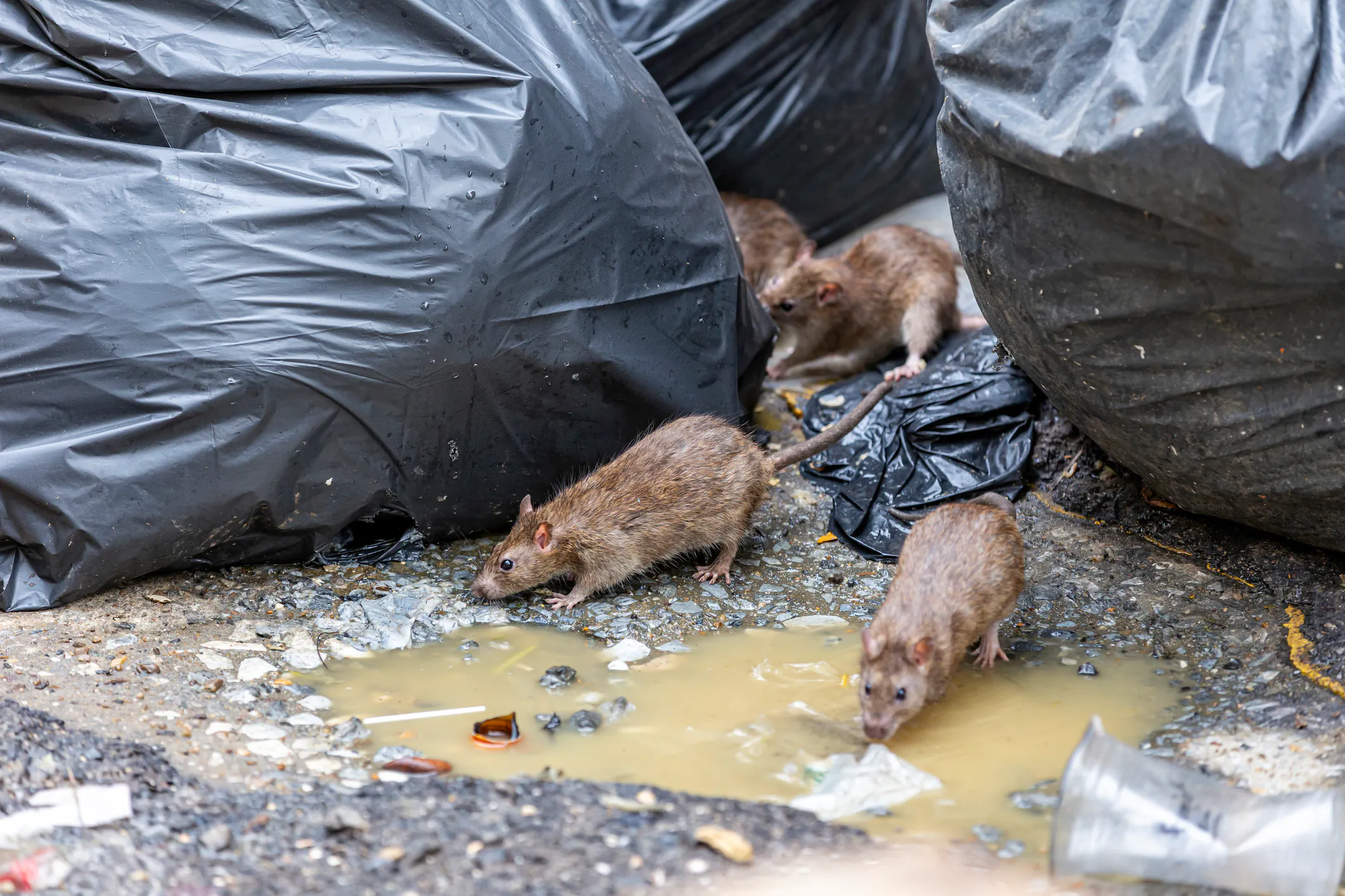 The Nation’s Capital Deploys An Unlikely Weapon In Its Failing War On Rats