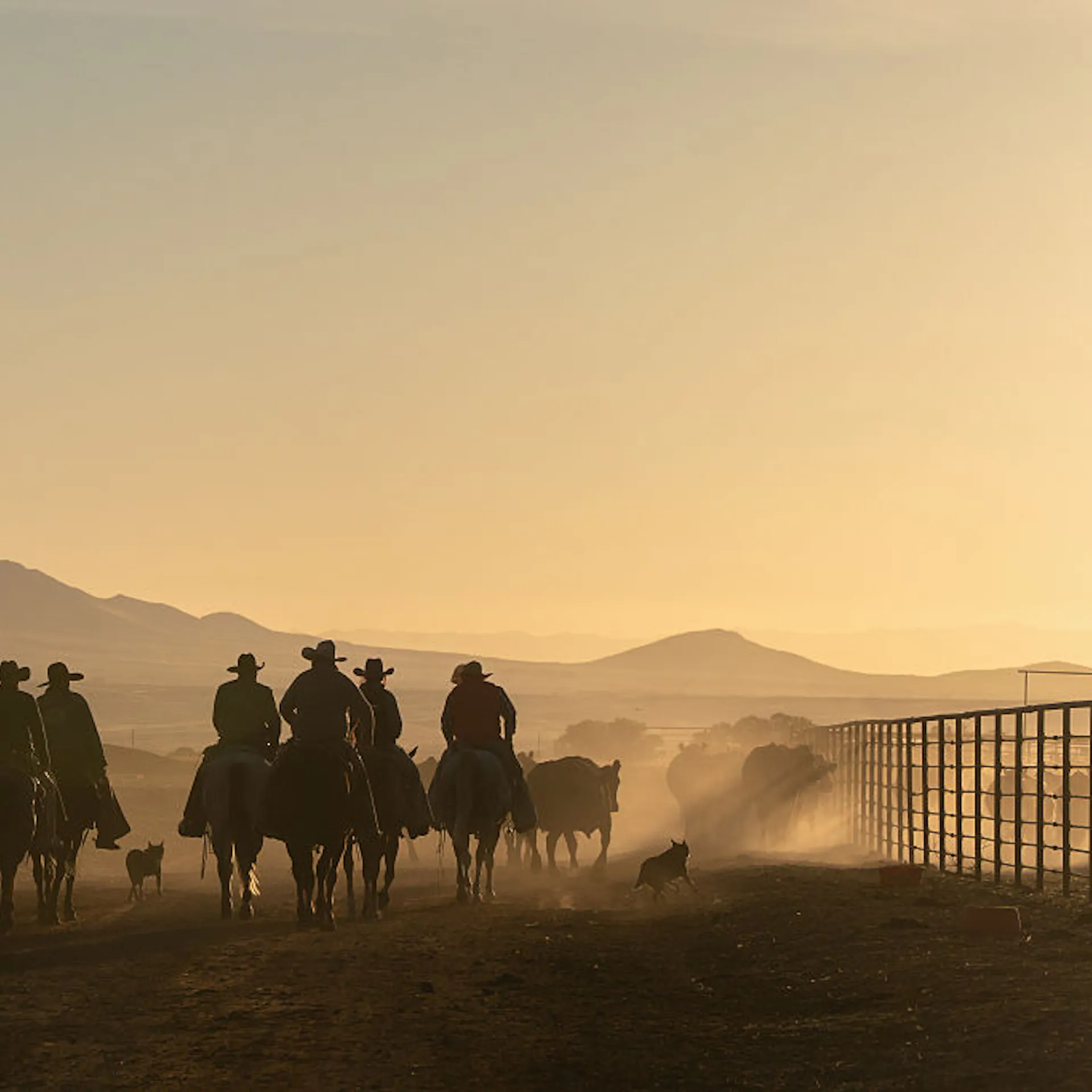 Who’s Taking The Prime Cut Of America’s Beef Prices?