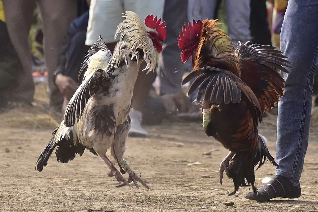 Three-Time MLB All-Star Promoted Illegal Cockfighting Events