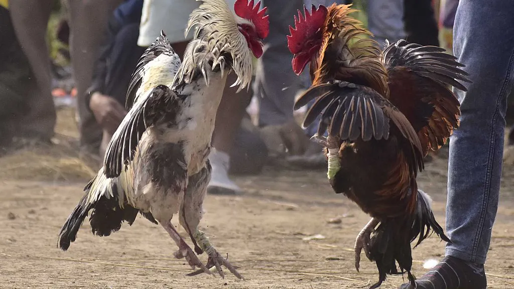 Three-Time MLB All-Star Promoted Illegal Cockfighting Events