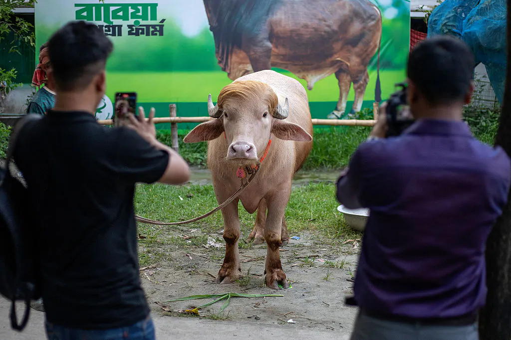 Government Intervenes To Spare Sacrificial ‘Donald Trump’ Buffalo