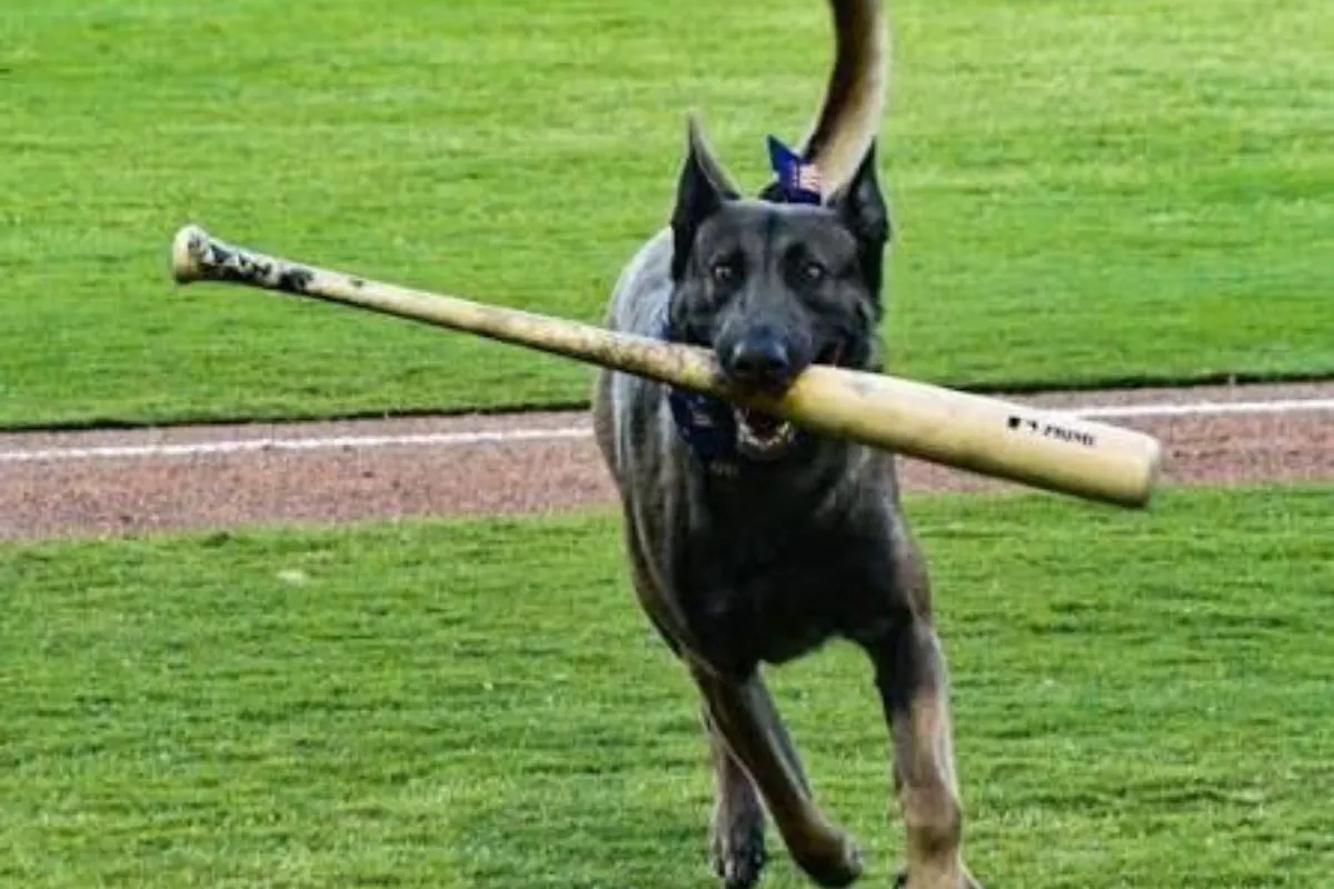 WATCH: Bat Dog Benched After Freak Injury To Dodgers Prospect