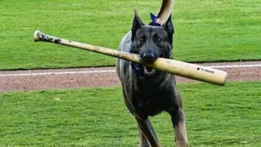 WATCH: Bat Dog Benched After Freak Injury To Dodgers Prospect