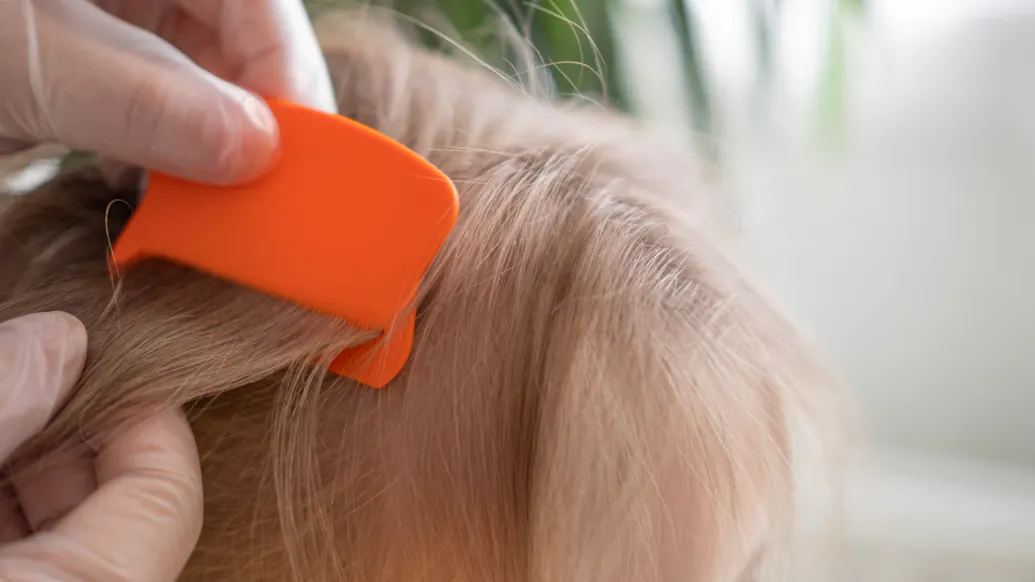 The Lice Infestation At The Center Of A 3-Year-Old’s Death