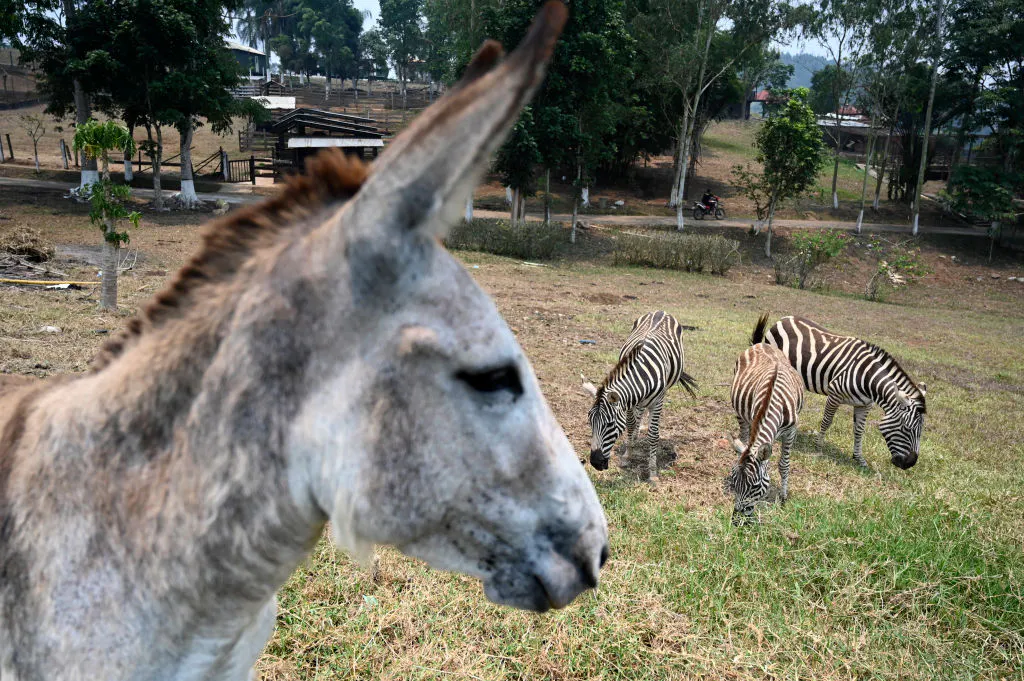 Zoo Can’t Get A Zebra, Tries Cosplay Instead