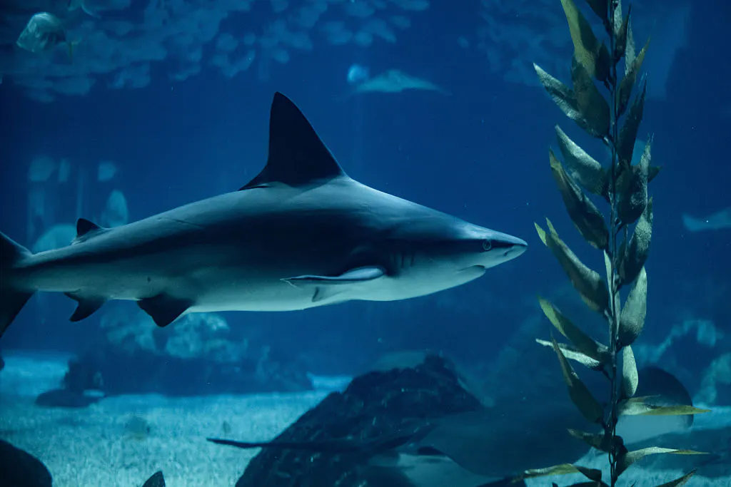 A Very Sharky Summer Could Be Ahead For The U.S.
