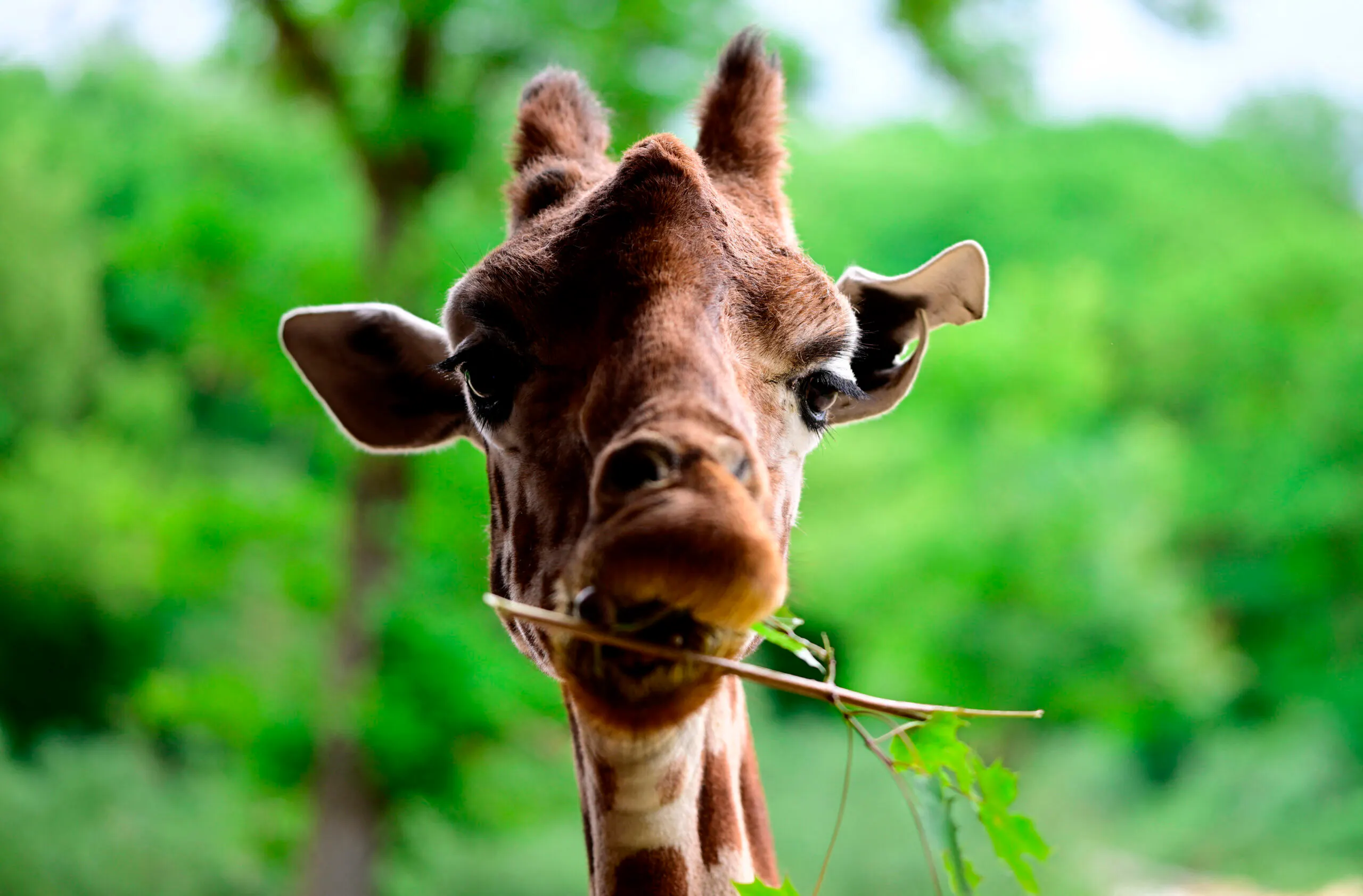 Pet Giraffe Goes Missing In Texas