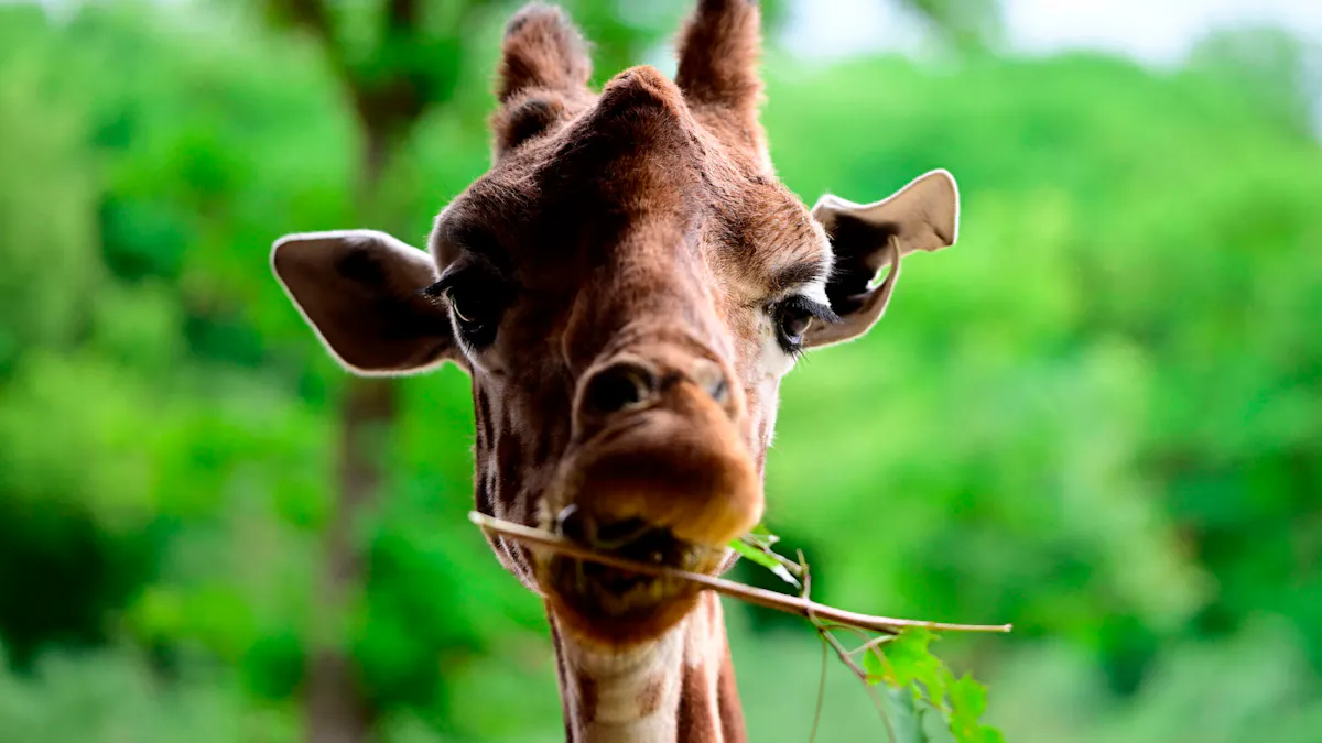 Pet Giraffe Goes Missing In Texas