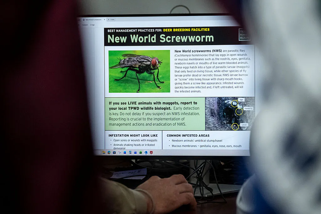 America Wiped Out Nightmare Pest In 1966. Biden’s Border Crisis Helped Bring It Back.