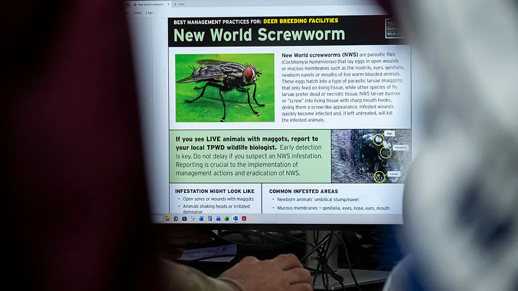America Wiped Out Nightmare Pest In 1966. Biden’s Border Crisis Helped Bring It Back.