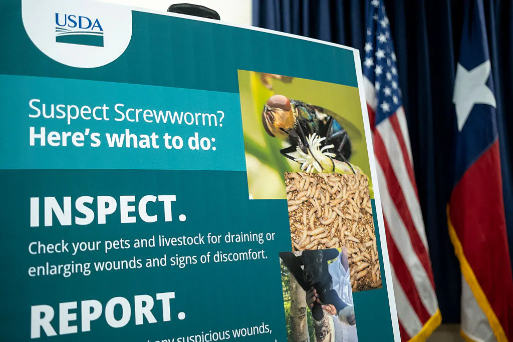 Screwworm Cases Jump: Farmers, Ranchers, And Pet Owners Are On Edge