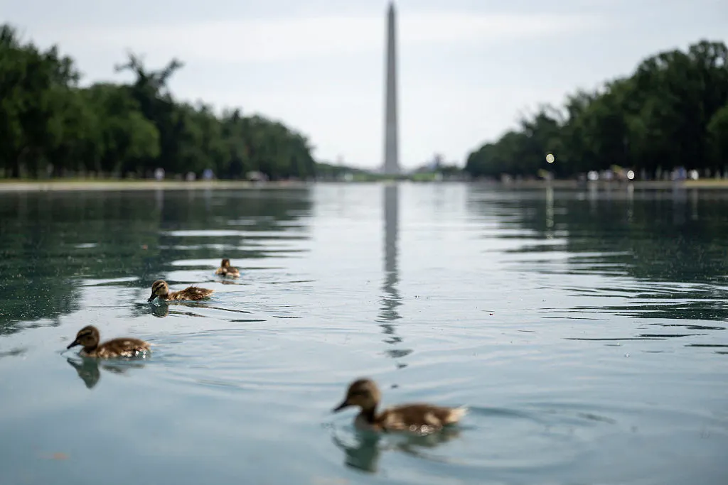 Trump Blasts Vandals For Attacking Reflecting Pool With Knives, Chemicals