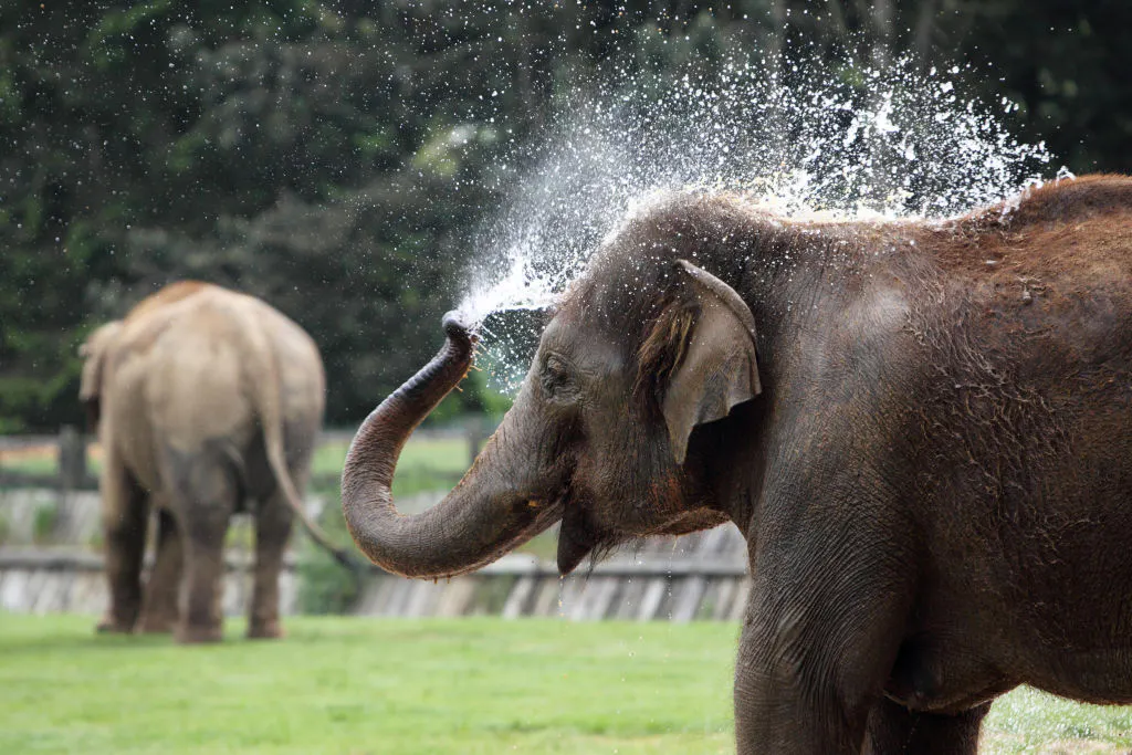 The Bright Side: A Soccer-Playing Baby Elephant And Other Stories You Need Right Now