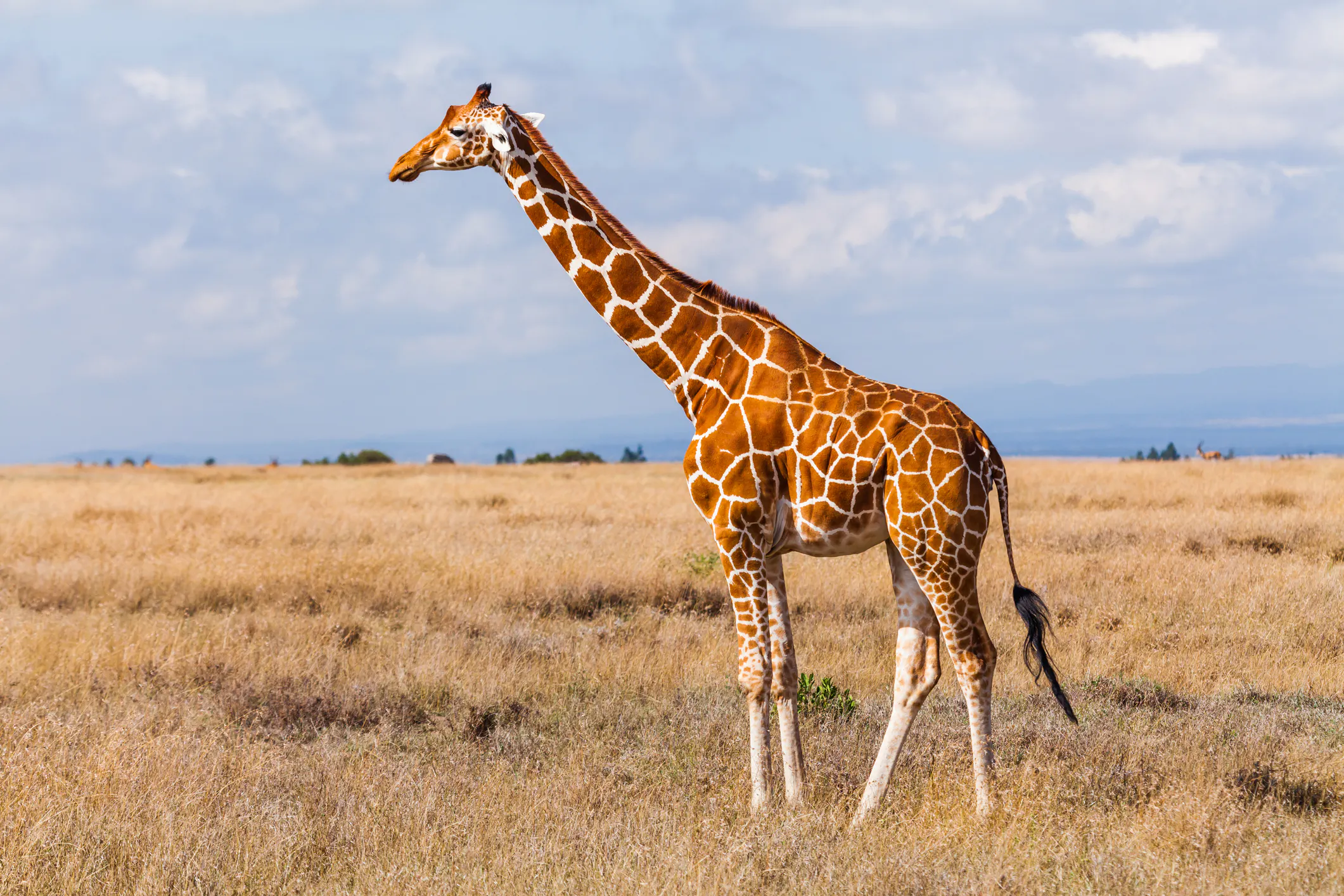 The Internet’s Favorite Giraffe Has Been Found