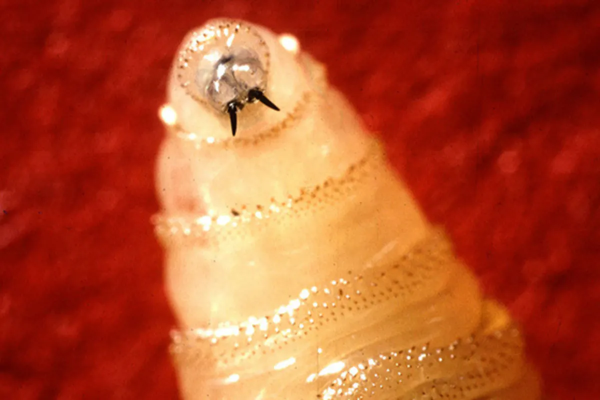 Flesh-Eating ‘Screwworm’ Scare Reaches The U.S