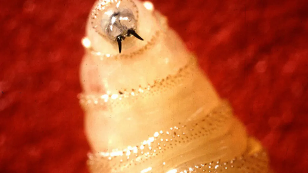 Flesh-Eating ‘Screwworm’ Scare Reaches The U.S