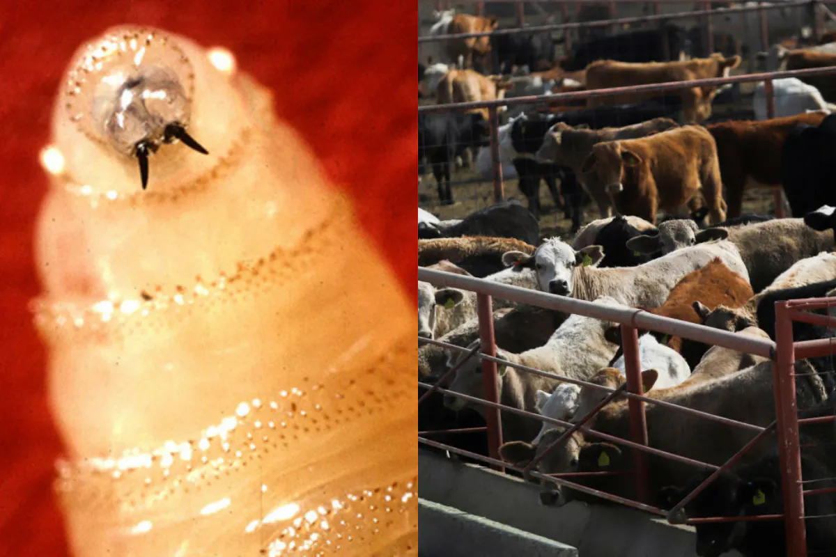 Flesh-Eating Screwworm Reaches U.S. Livestock